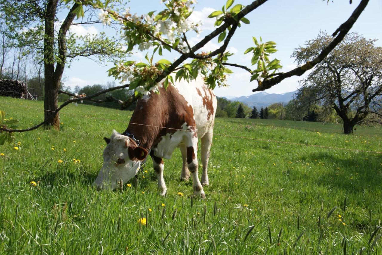 Ferienhof Edtmeier เซลอัมมัวส์ ภายนอก รูปภาพ